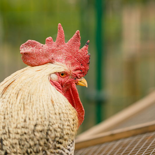 PACA, NUESTRO PRIMER GALLO