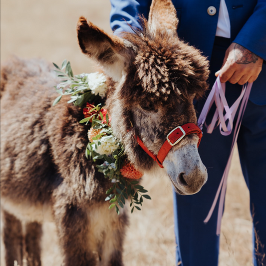 SANDÍA, LA BURRA QUE NOS ACOMPAÑÓ EN LA BODA