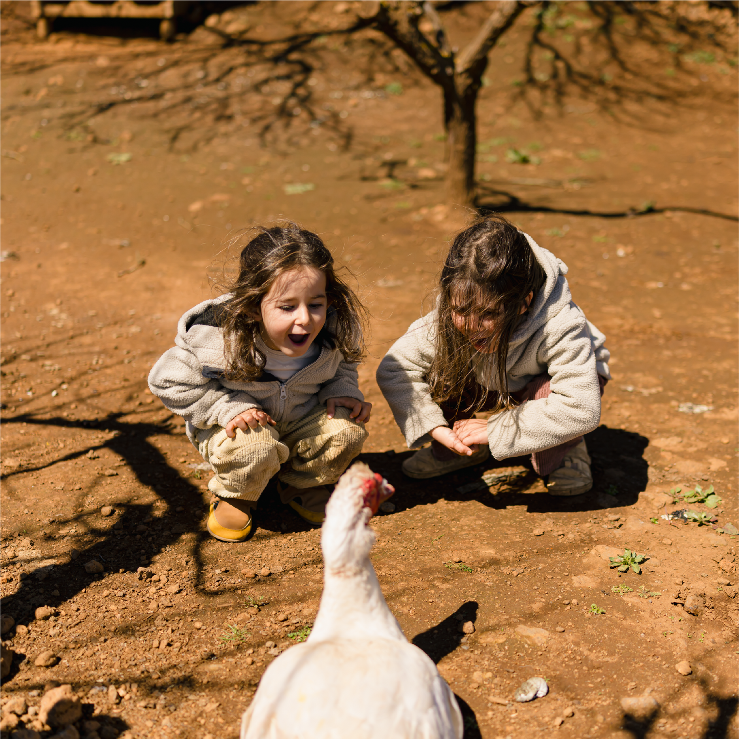 CUENTACUENTOS. Anita mi burrita - 3 de Enero